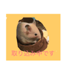 はむスターズ（個別スタンプ：7）