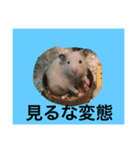 はむスターズ（個別スタンプ：8）