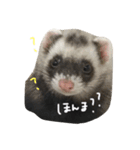 フェレット ねる 2（個別スタンプ：5）