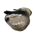 フェレット ねる 2（個別スタンプ：15）