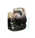 フェレット ねる 2（個別スタンプ：16）