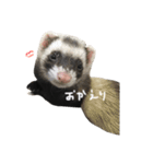フェレット ねる 2（個別スタンプ：21）