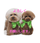トイプードル まろん＆れお（個別スタンプ：1）