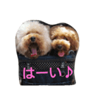 トイプードル まろん＆れお（個別スタンプ：3）