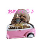 トイプードル まろん＆れお（個別スタンプ：11）