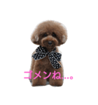トイプードル まろん＆れお（個別スタンプ：13）