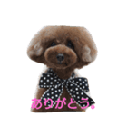 トイプードル まろん＆れお（個別スタンプ：14）