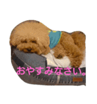 トイプードル まろん＆れお（個別スタンプ：15）