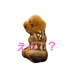 トイプードル まろん＆れお（個別スタンプ：16）