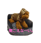 トイプードル まろん＆れお（個別スタンプ：18）