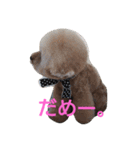 トイプードル まろん＆れお（個別スタンプ：19）