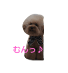 トイプードル まろん＆れお（個別スタンプ：20）