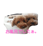 トイプードル まろん＆れお（個別スタンプ：24）