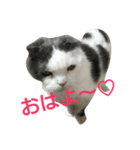 我が家のニャンたち（個別スタンプ：3）