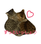我が家のニャンたち（個別スタンプ：4）