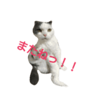 我が家のニャンたち（個別スタンプ：5）