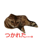 我が家のニャンたち（個別スタンプ：6）