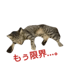 我が家のニャンたち（個別スタンプ：7）