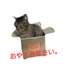 我が家のニャンたち（個別スタンプ：8）