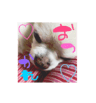 チワワのいちにち（個別スタンプ：8）