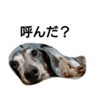 わしの愛犬（個別スタンプ：1）
