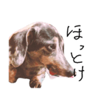 わしの愛犬（個別スタンプ：2）