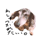 わしの愛犬（個別スタンプ：4）