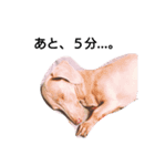 わしの愛犬（個別スタンプ：5）