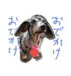 わしの愛犬（個別スタンプ：6）