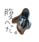 わしの愛犬（個別スタンプ：8）