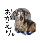 わしの愛犬（個別スタンプ：9）