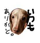 わしの愛犬（個別スタンプ：10）