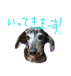 わしの愛犬（個別スタンプ：11）
