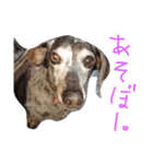 わしの愛犬（個別スタンプ：12）