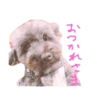 わしの愛犬（個別スタンプ：13）