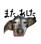 わしの愛犬（個別スタンプ：14）