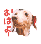 わしの愛犬（個別スタンプ：15）