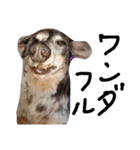 わしの愛犬（個別スタンプ：16）