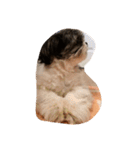 ミックス犬、シーズーとチワワ（個別スタンプ：5）