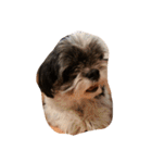 ミックス犬、シーズーとチワワ（個別スタンプ：6）