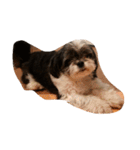 ミックス犬、シーズーとチワワ（個別スタンプ：9）
