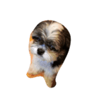 ミックス犬、シーズーとチワワ（個別スタンプ：10）
