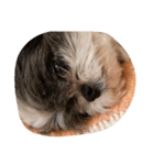 ミックス犬、シーズーとチワワ（個別スタンプ：13）