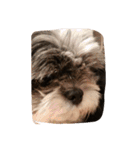 ミックス犬、シーズーとチワワ（個別スタンプ：17）