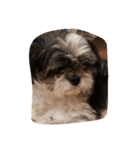 ミックス犬、シーズーとチワワ（個別スタンプ：18）