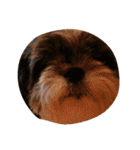 ミックス犬、シーズーとチワワ（個別スタンプ：19）