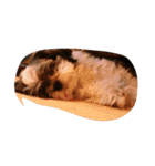 ミックス犬、シーズーとチワワ（個別スタンプ：20）