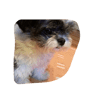 ミックス犬、シーズーとチワワ（個別スタンプ：21）