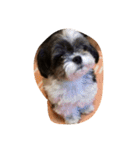 ミックス犬、シーズーとチワワ（個別スタンプ：23）