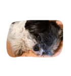 ミックス犬、シーズーとチワワ（個別スタンプ：24）